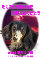 mimiちゃんのメモリアル写真　ペット葬儀日：２０１０年１２月２６日　千葉県よりご依頼